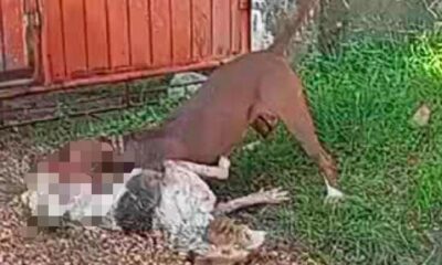 Alerta entre vecinos del Jagüey por la presencia de un pitbull que este día acabó con la existencia de un similar: temen @t@qu3 a personas