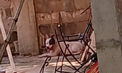 Otr0 at@qu3 de Pitbull deja a dos cachorros sin v!da: ahora fue en Cosoleacaque