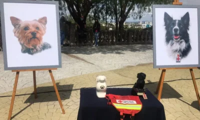 SCJN avala incrementar conden4 a hombre que env3nenó a los perros ‘Athos’ y ‘Tango’