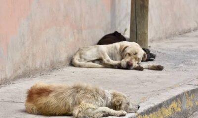 En aumento el abandono animal en Minatitlán: rescatistas