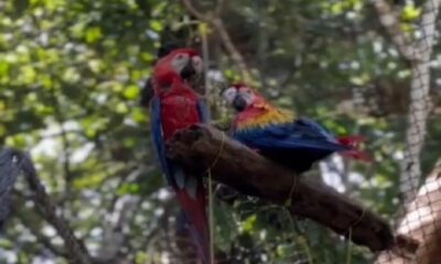 🦜Realizan liberación de tres guacamayas rojas en la Reserva de la Biosfera de #LosTuxtlas (+VIDEO)