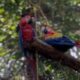 🦜Realizan liberación de tres guacamayas rojas en la Reserva de la Biosfera de #LosTuxtlas (+VIDEO)