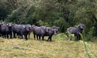 Búfalos en la zona rural fallecieron por falta de alimento e inundación