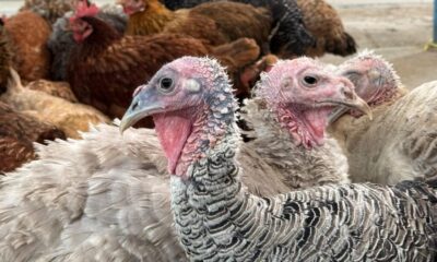 Llegan los pavos a Minatitlán: precios accesibles para Navidad.