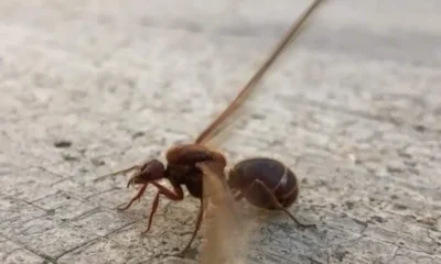 La hormiga chicatana de México se vuelve producto gourmet ¿Por qué es valorada?