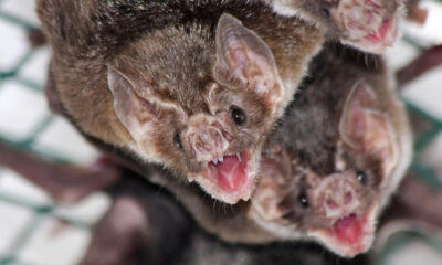 Alerta en Oaxaca: mujer mu3re tras ser m0rdida por murciélago con rabia