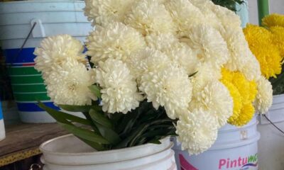 Pega a vendedores de flores nuevas disposiciones en materia de prevención del dengue