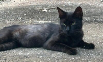 Vecinos de la Insurgentes, reportan envenenamiento de gatos y perros.