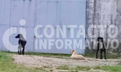 Alertan por @t@qu3 de manada de perros callejeros en la col. Salubridad; dos v!ct!m@s en una semana