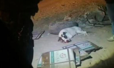 Niños m4t4n a perrito tras ponerle cohetes en el h0c!co  en Sonora; dueños exigen justicia