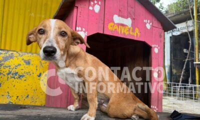 *LA HISTORIA DE NENA: UNA PERRA QUE BUSCA UNA SEGUNDA OPORTUNIDAD TRAS SER G0LP3AD4 EN MINATITLÁN*