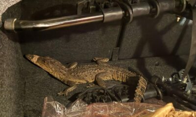 *CIUDADANOS SALVAN PEQUEÑO LAGARTO EN OLUTA*