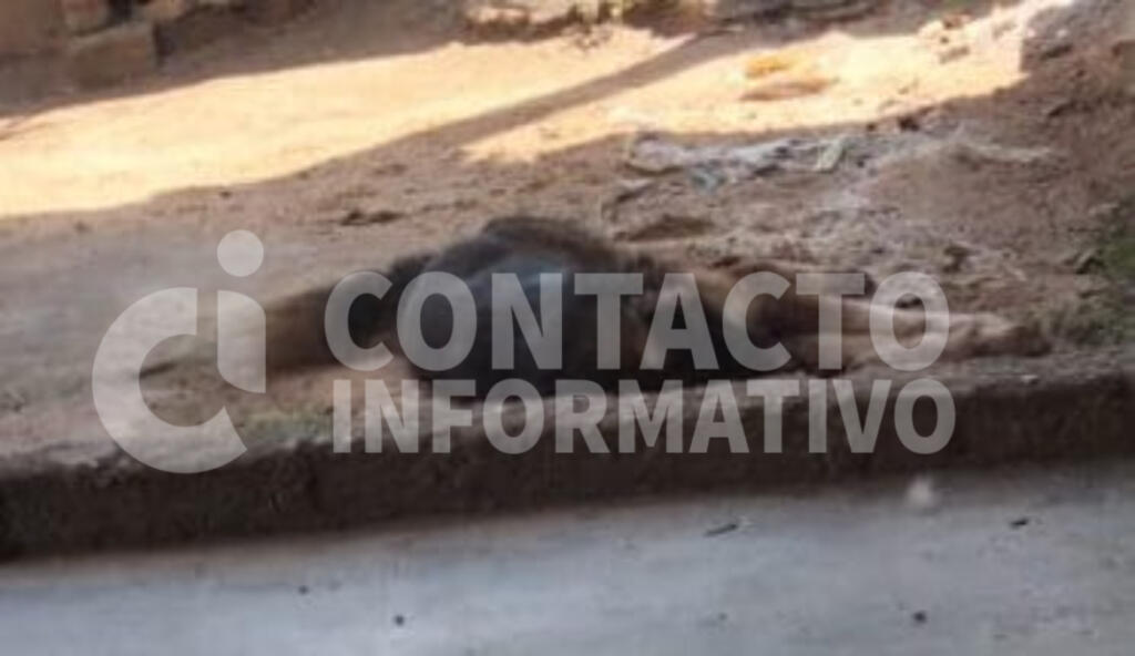 3nv3n3n@n a perros en Cosoleacaque; vecinos buscan al responsable