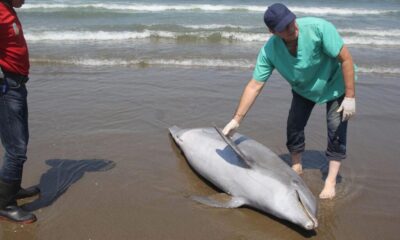 Delfín mut!lad0 en playa de Coatzacoalcos