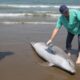 Delfín mut!lad0 en playa de Coatzacoalcos