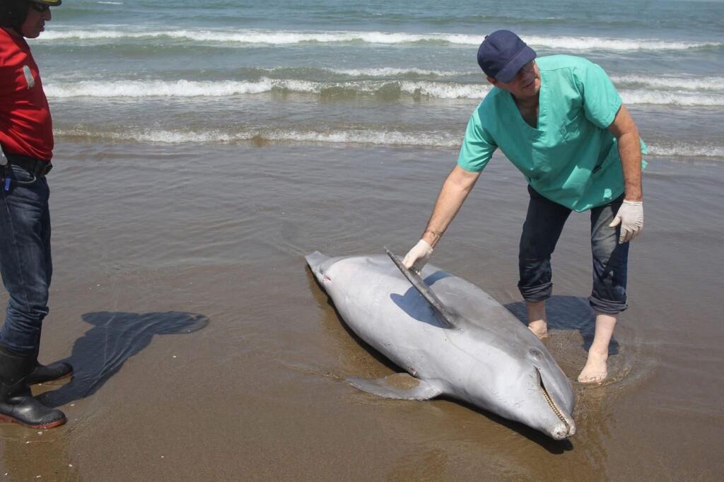 Delfín mut!lad0 en playa de Coatzacoalcos