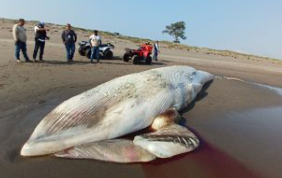 Encuentran ballena mu3rt4 de más de 5 toneladas en playas de Nautla, Veracruz