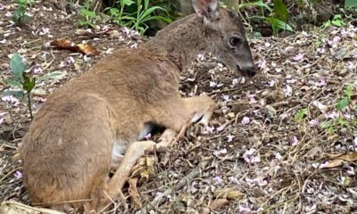 Salvaguardan ejemplar de venado cola blanca en San Andrés Tuxtla