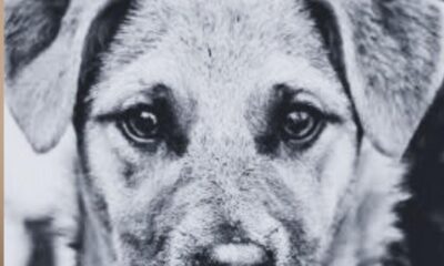 ¡T3rr0r en Soconusco!; dos cachorros fueron s@lv@j3m3nte @t@c@d0s con @rm@ blanca