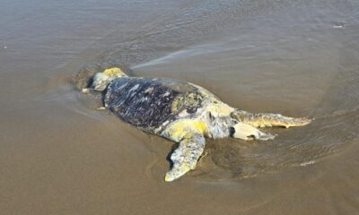 Extraña mortandad de aves y especies marinas en playa de Coatzacoalcos, entre estas una tortuga