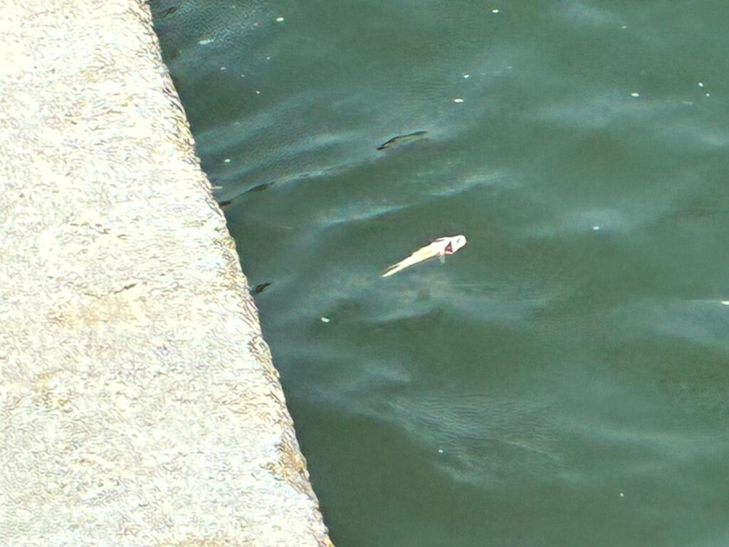 (+VÍDEO) Derrame de hidrocarburo en Minatitlán provoca mortandad de especies y afecta a 800 pescadores