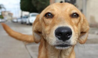 La esterilización, único método para evitar proliferación de «callejeritos»: rescatistas