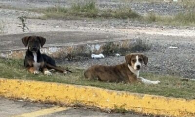 Bebederos para perros callejeros desaparecen horas después de ser colocados por animalistas en Minatitlán