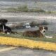 Bebederos para perros callejeros desaparecen horas después de ser colocados por animalistas en Minatitlán