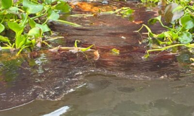 (+VIDEO) “La refinería es un monstruo para nosotros”: denuncian mu3rte de aves y daños a la salud tras derrame en Minatitlán