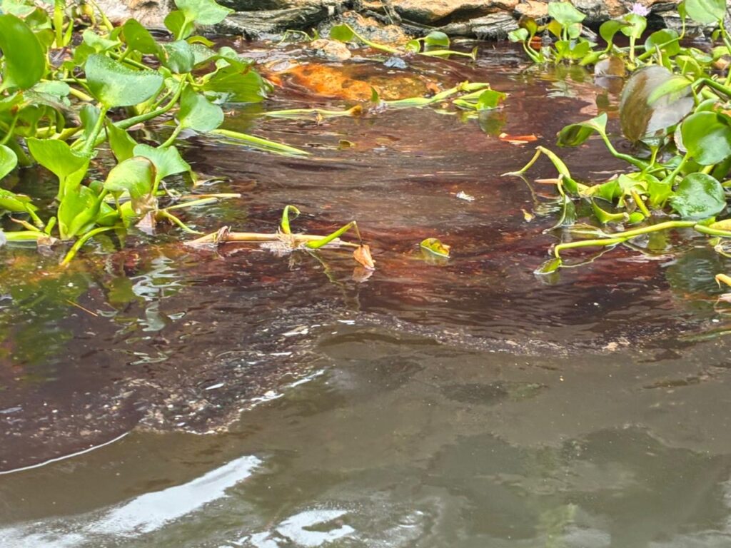 (+VIDEO) “La refinería es un monstruo para nosotros”: denuncian mu3rte de aves y daños a la salud tras derrame en Minatitlán