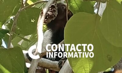 Aparece mono araña en colonia de Minatitlán y causa revuelo entre vecinos