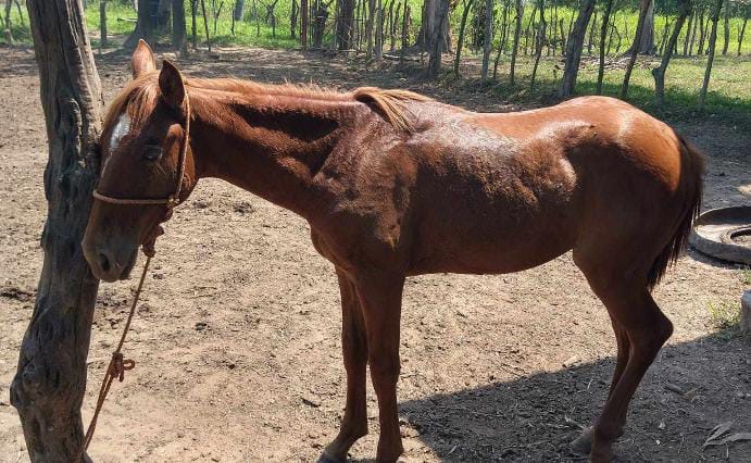 Denuncian el r0bo de cinco equinos en zona rural de Minatitlán