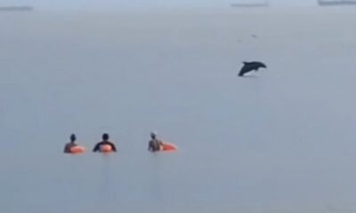 *Nuevo avistamiento de delfines en Coatzacoalcos*