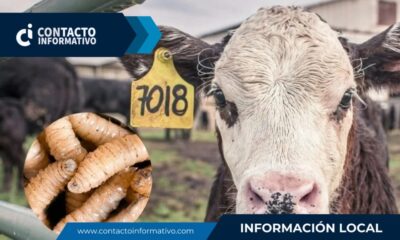 (+VIDEO) Confirman presencia del gusano barrenador en Minatitlán: ganaderos en alerta