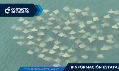 (+VIDEO) Captan decenas de mantarrayas en puerto de Veracruz