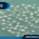 (+VIDEO) Captan decenas de mantarrayas en puerto de Veracruz