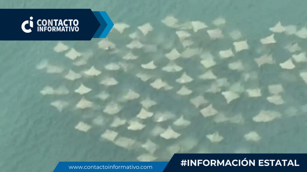 (+VIDEO) Captan decenas de mantarrayas en puerto de Veracruz