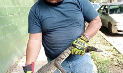 Cría de lagarto fue c@ptur@d0 en calles de Minatitlán