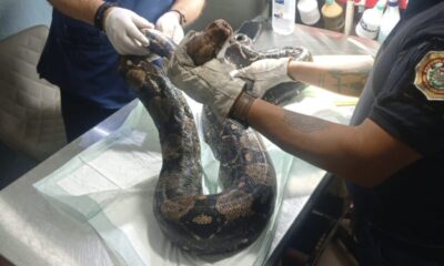 *Se recupera boa de dos metros rescatada en Coatzacoalcos, tuvo que ser operada para poder salvarle la vida*