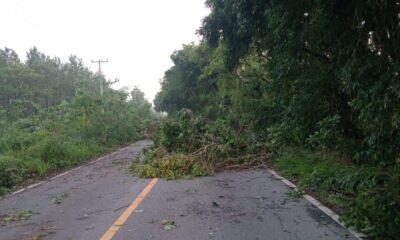 *Tormenta eléctrica deja daños con caída de árboles en la zona rural de Las Choapas*