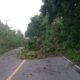 *Tormenta eléctrica deja daños con caída de árboles en la zona rural de Las Choapas*