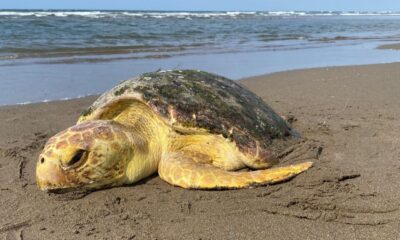 *Mu3re antes de ser operada la tortuga marina que fue rescatada en Coatzacoalcos, el ejemplar tenía una obstrucción gástrica por residuos*