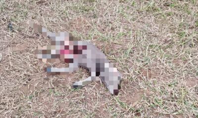 *Nuevo at4que del felino en Coatzacoalcos, ahora m4tó una cría de búfalo, el animal salvaje es de 90 kilogramos, asegura testigo*