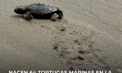 *Nacen 64 tortugas marinas en la playa de Coatzacoalcos, una de las crías tuvo que ser auxiliada para llegar al mar*