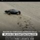 *Nacen 64 tortugas marinas en la playa de Coatzacoalcos, una de las crías tuvo que ser auxiliada para llegar al mar*