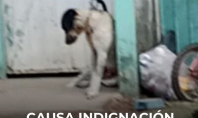 Indign@ción en Cosoleacaque por caso extremo de m@ltrat0 animal