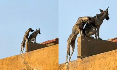 *Ya fueron adoptados perros que estaban desnutridos en azotea de Maradunas de Coatzacoalcos*