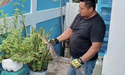 Capturan cría de lagarto en una vivienda de la colonia Praderas del Jagüey