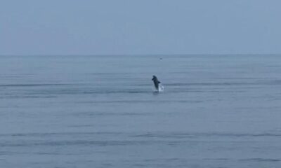 *Avistamientos de delfines en escolleras y bocana de Coatzacoalcos significa que no hay contaminación en el río y mar, aseguran pescadores*