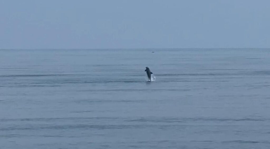 *Avistamientos de delfines en escolleras y bocana de Coatzacoalcos significa que no hay contaminación en el río y mar, aseguran pescadores*